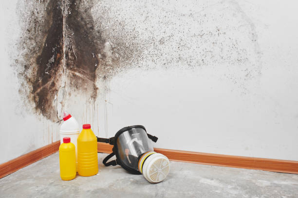 Best Professional Mold Removal  in , WY