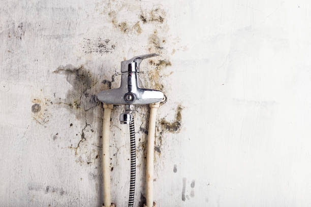  , WY Mold Removal Pros