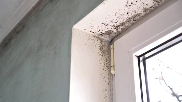 Best Fast Mold Removal  in , WY
