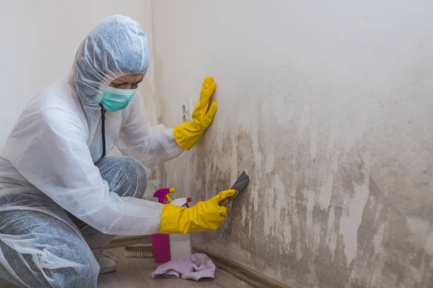 Best Mold Removal Process  in , WY