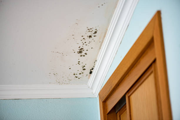 Best Residential Mold Removal  in , WY