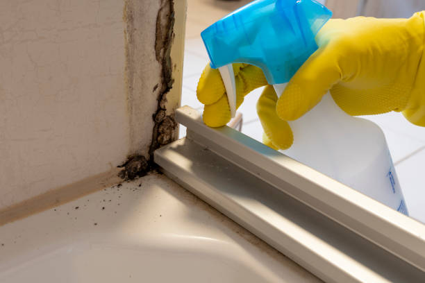 Best Commercial Mold Removal  in , WY