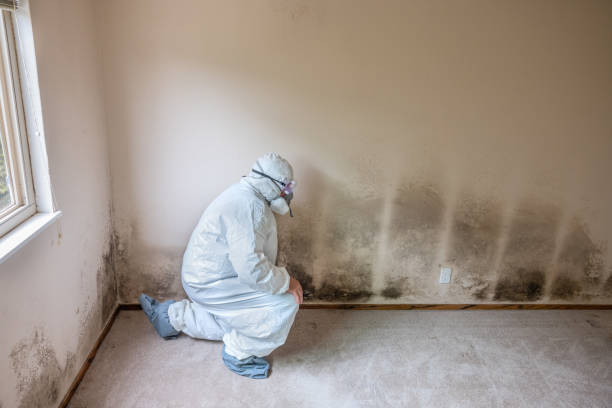 Best Mold Remediation  in , WY