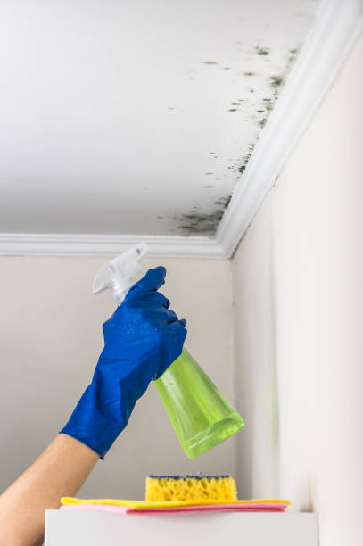 Best Attic Mold Removal  in , WY