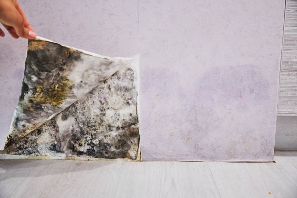 Best Mold Removal Company Near Me  in , WY